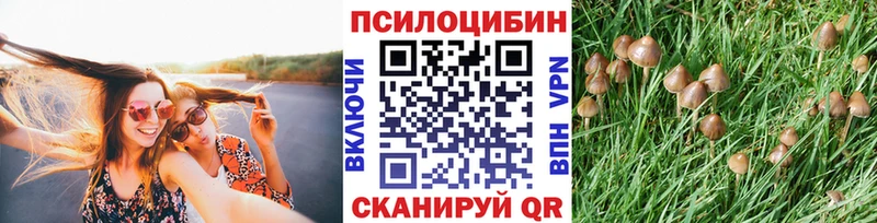 Галлюциногенные грибы Psilocybine cubensis  Снежногорск 
